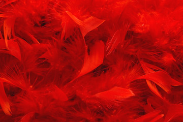 red boa texture full of fluffy feathers - obrazy, fototapety, plakaty