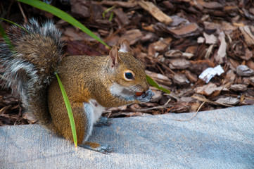 squirrel eating a nut