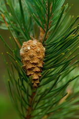 pine cone