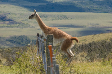 Jumping Guanaco (Lama Guanicoe)