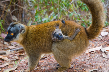 Brown Lemur with a child (Eulemur fulvus fulvus)