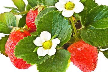 ripening strawberry