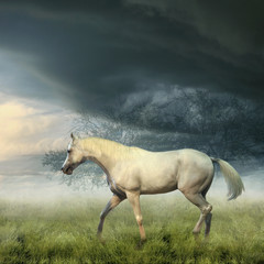 Naklejka na ściany i meble Biały koń w mglisty wieczór