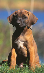 la pose fi&egrave;re du chiot rhodesian rigdeback sur l'herbe