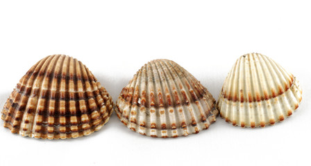 shells
