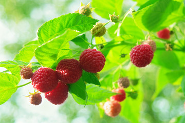 Red raspberry on the branch.