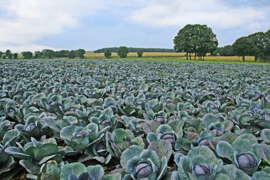Rotkohlfeld