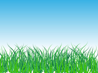 Fototapeta premium green grass field