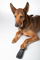 Belgian Malinois with Remote Control
