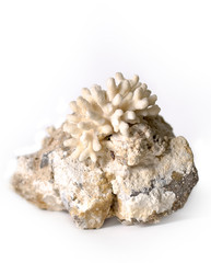 coral on stone