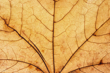 Obraz premium Yellow leaf