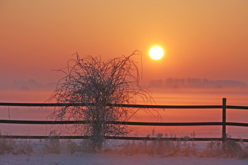Fototapeta premium vereister Busch im Sonnenuntergang