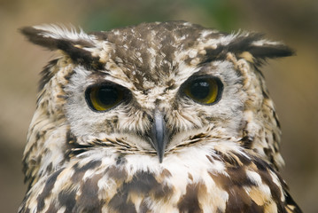 Ethiopian Eagle Owl