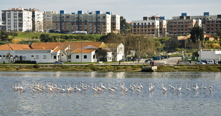 Flamingos na baia do Seixal - 11990380