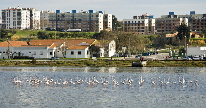 Flamingos na baia do Seixal