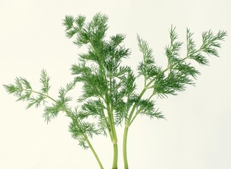 green dill