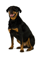 Rottweiler isolated on a white background