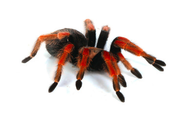 red tarantula