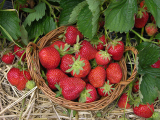 Korb mit Felderdbeeren/freshly picked strawberries