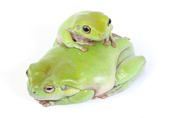 Green tree frogs