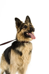 German Shepherd dog isolated on a white background