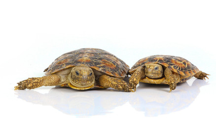 Obraz premium Turtles