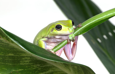 green tree frog