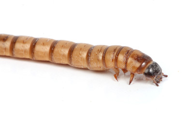 mealworm macro