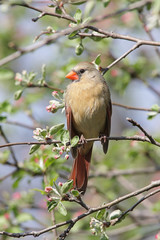 Fototapeta premium Female Northern Cardinal (cardinalis cardinalis)