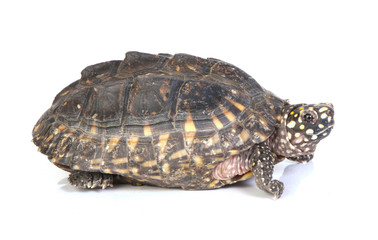 Fototapeta premium turtle