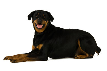 Rottweiler isolated on a white background