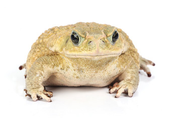 isolated toad