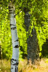 birch in sunlight