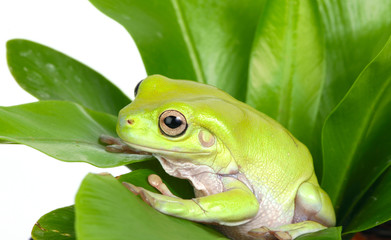 Green tree frog