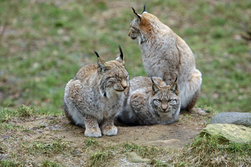 Obraz premium Luchs