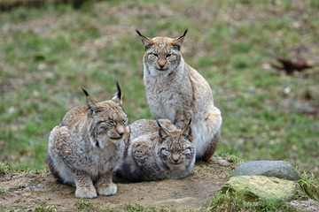 Luchs