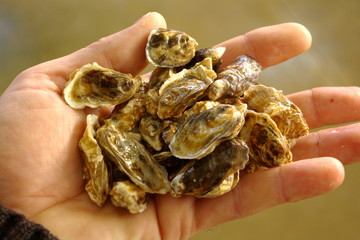 etang de thau bouzigues huitres bebes huitres avant collage