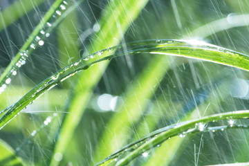 Wet grass