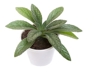 Chirita (variety 'Stardust')