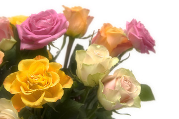 Pastel roses