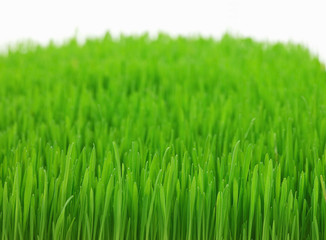Obraz premium green grass