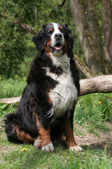 Hund - Berner Sennen