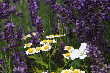 Blumenbouquet bouquet