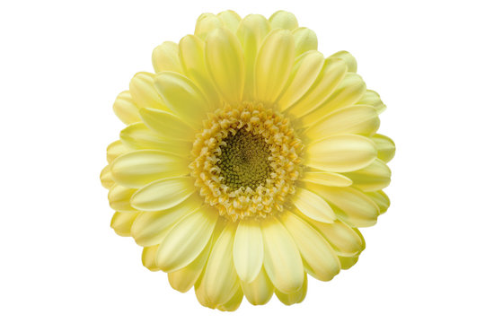 Beige flower gerber on the white background