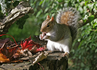 Grey Squirrel in Autumn