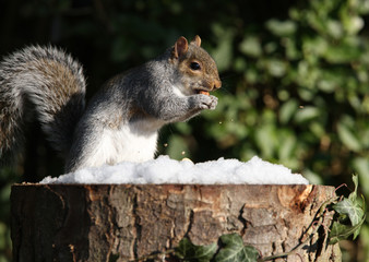 Grey Squirrel in winter