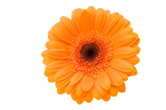 Orange flower gerber on the white background