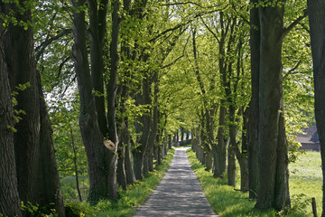 Baumallee in Niedersachsen, Deutschland