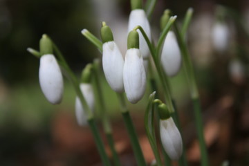 Fototapeta premium Snowdrop