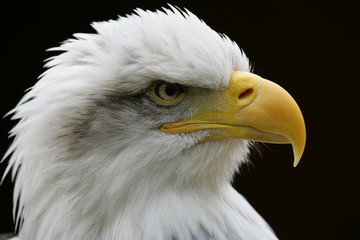 Portrait of a Bald Eagle